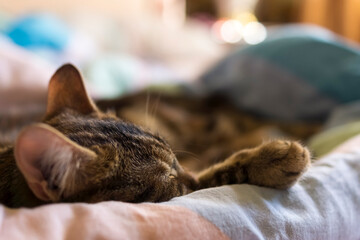 The cat sleeps sweetly on the bed in the house, close up