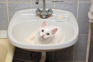 White cat lies in the sink in the bathroom