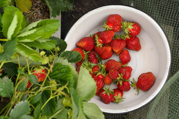 Ripe natural strawberries on bushes and in bowl while plucking berries on farm