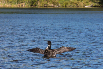 Common Loon Flapping Its Wings