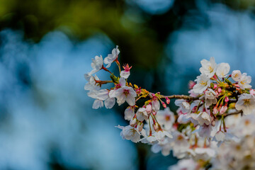 ただの桜