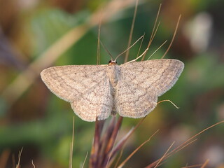 Moth (Scopula turbidaria)