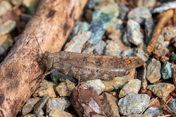 grasshopper on rocks