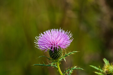 purple wildflower flower