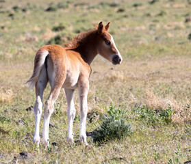 foal and mother