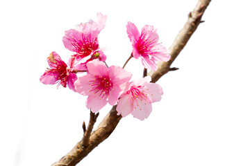 colorful of cherry Blossom and green leaf with sun light,pink flower isolated on white  background