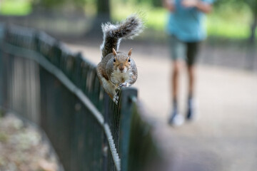 squirrel on a fence