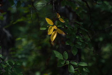 A branch of a tree with yellow leaves in the sun on a sunny September day.