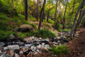 stream in the forest