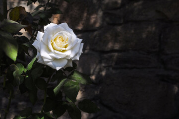 Linda rosa de color blanco con rayos del sol cayendo.