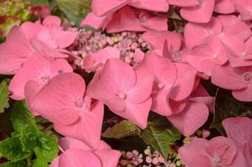 Floral background of pink hydrangea flowers close up.