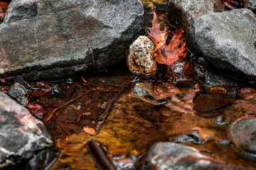 autumn forest floor scene with orange leafs