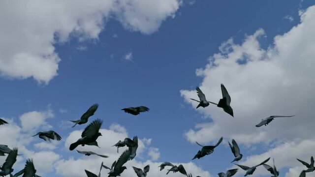 Pigeons fly to the sky in slow-motion