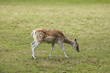 Naklejka na ściany i meble Zeist, Utrecht/The Netherlands - September 12 2020: A deer searching for fresh acorns in the green grass at the edge of the forest