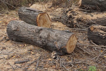 chopped logs from a large old dry tree lie on the grass in nature