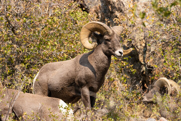 Bighorn Sheep in Waterton Autumn