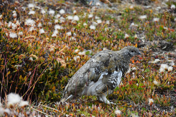 A close up image of a high elevation Ptarmigan with brown and white plumage. 
