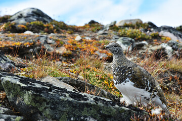 A close up image of a high elevation Ptarmigan with brown and white plumage. 