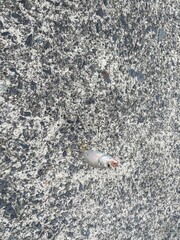 サビキ釣りで防波堤から釣り上げた小いわし