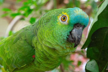 blue and green macaw