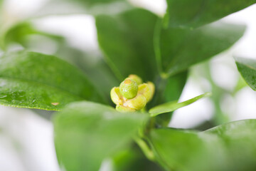 Close-up of lemon fruit after blooming on lemon tree