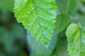 Close-up of small water drops on green leaves