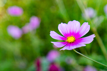 Cosmos bipinnatus close up with e beutiful bokeh