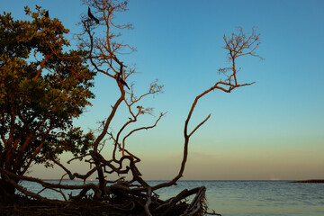 Crows Perched, Ocean View