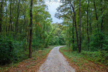 Pathway walking path in the forest in autumn