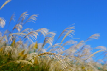 ears of wheat