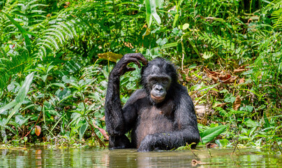 The Bonobo in the water. Scientific name: Pan paniscus, earlier being called the pygmy chimpanzee.  Democratic Republic of Congo. Africa