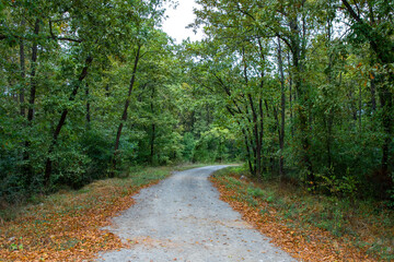 Pathway walking path in the forest in autumn