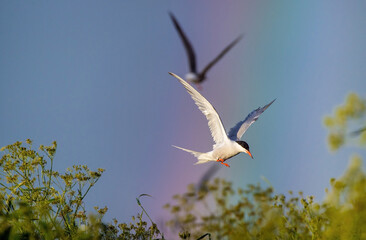 Adult common tern in flight on the rainbow and blue sky background.  Scientific name: Sterna hirundo.