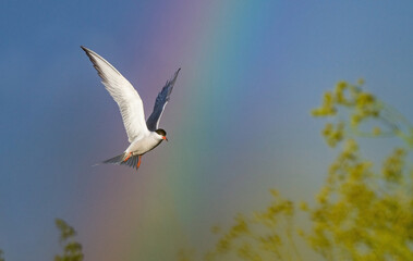 Adult common tern in flight on the rainbow and blue sky background.  Scientific name: Sterna hirundo.