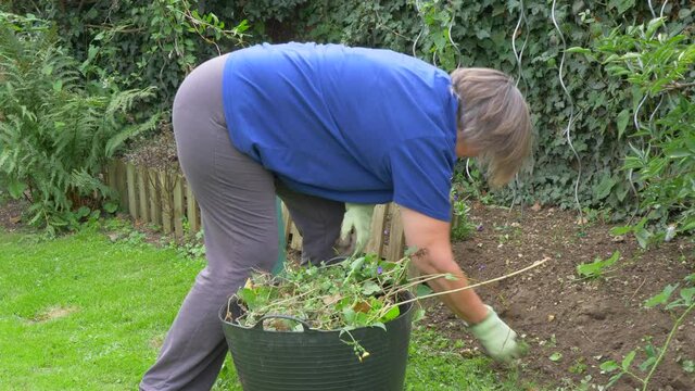 An Older Woman Leaning Over To Pull Up The Remaining Weeds From A Patch Of Soil In A Garden / Yard, Throwing Them Into The Full Trug / Tub Nearby, Then Lifting It Up By The Handles To Carry It Away.