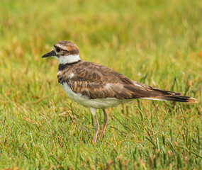 killdeer bird in the grass