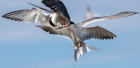Showdown in flight, fight for fish. Common Terns interacting in flight. Adult common terns in flight  in sunset light on the sky background. Scientific name: Sterna hirundo.