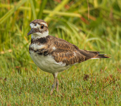 Killdeer Bird In The Grass