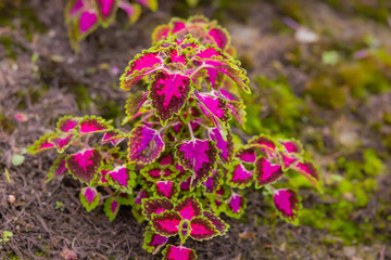 close-up of a coleus plant. Sun-tolerant coleus with patterned veins. A plant with colorful leaves, Also named as Solenostemon, Painted nettle, Flame nettle. Dark red green leaves of a coleus plant.