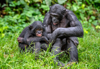 Bonobo with baby. Scientific name: Pan paniscus, called the pygmy chimpanzee. Democratic Republic of Congo. Africa