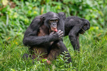 The Bonobo male sitting on the grass and licks his hand. Green natural background. The Bonobo, Scientific name: Pan paniscus, earlier being called the pygmy chimpanzee.  Democratic Republic of Congo.