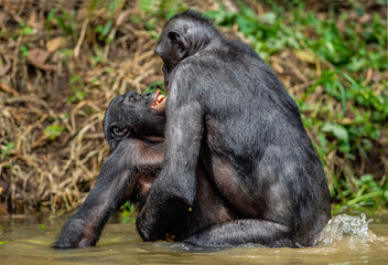Bonobos having sex in the water. Scientific name: Pan paniscus, earlier being called the pygmy chimpanzee.  Democratic Republic of Congo. Africa
