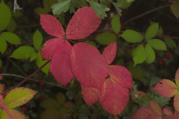  2020-09-19 RED LEAVES ON A HIMALAYAN BLACKBERRY BUSH