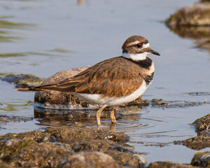 killdeer in water