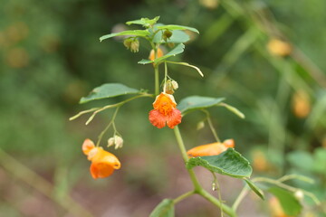 orange flower of a calendula