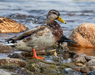duck at the river