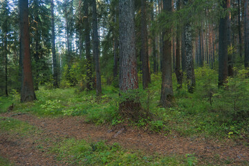 Forest closeup, beautiful summer landscape, sunlight shines through branches, trees with shadows.