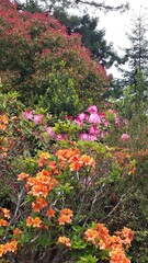 orange azaleas in the garden with rhododendrons