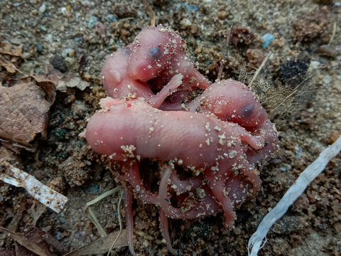 very small pink color pups of rat