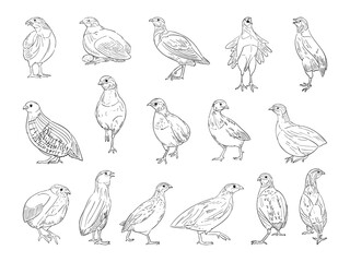 vector illustration of Quail isolated on white background.